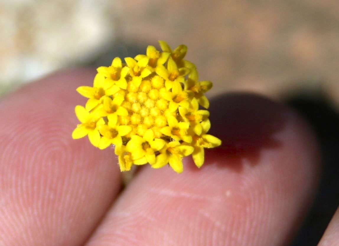 Trichoptilium incisum (Yellow head), native California herb