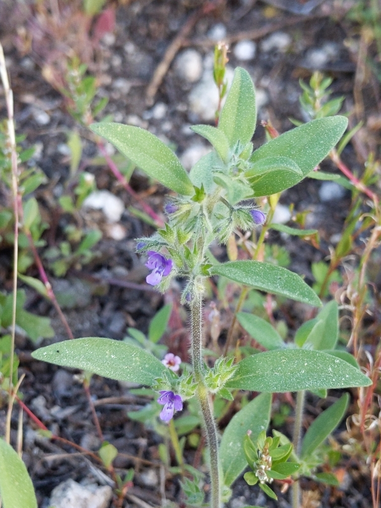 Trichostema austromontanum (San jacinto bluecurls), native California herb
