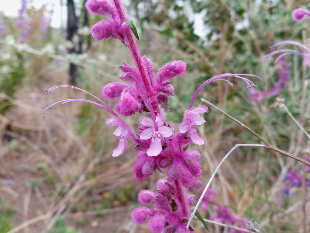Trichostema lanatum (Woolly blue curls), native California shrub