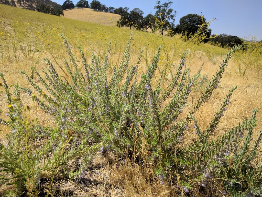 Trichostema lanceolatum (Vinegar weed), native California herb