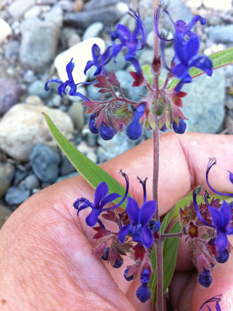 Trichostema laxum (Turpentine weed), native California herb