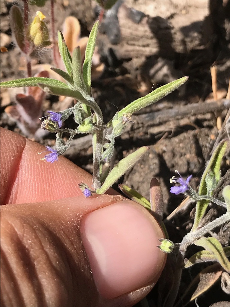 Trichostema micranthum (Small-flowered bluecurls), native California herb