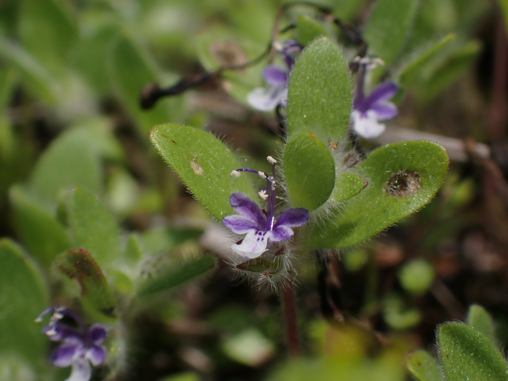 Trichostema oblongum (Mountain bluecurls), native California herb
