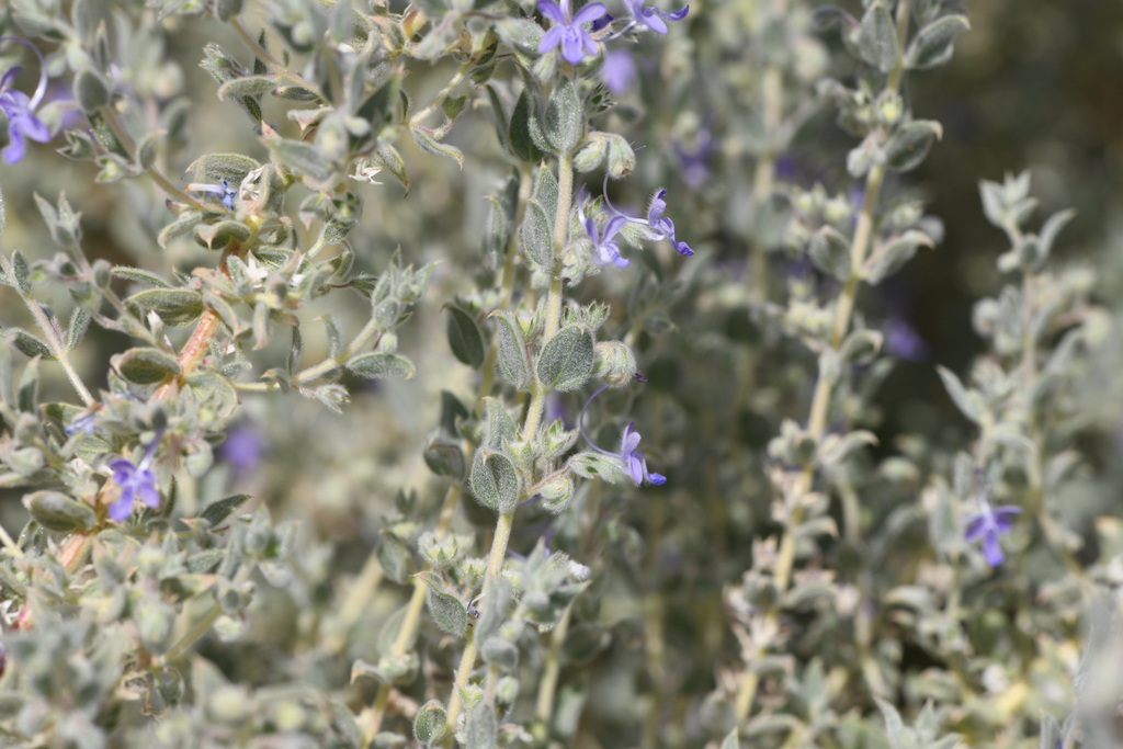 Trichostema ovatum (San joaquin bluecurls), native California herb