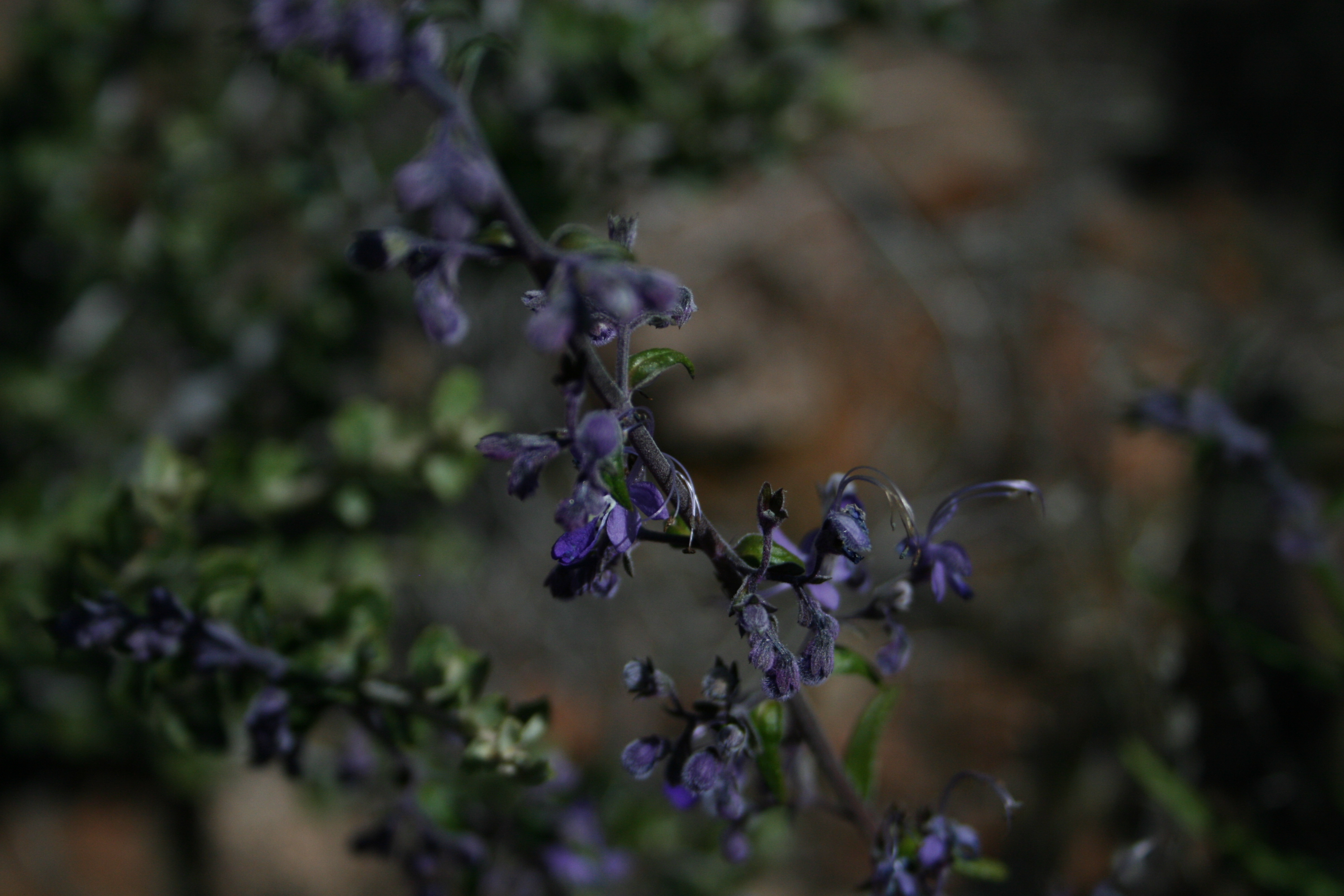 Trichostema parishii (Parish's bluecurls), native California shrub