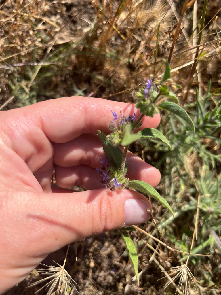 Trichostema rubisepalum (Hernandez bluecurls), native California herb