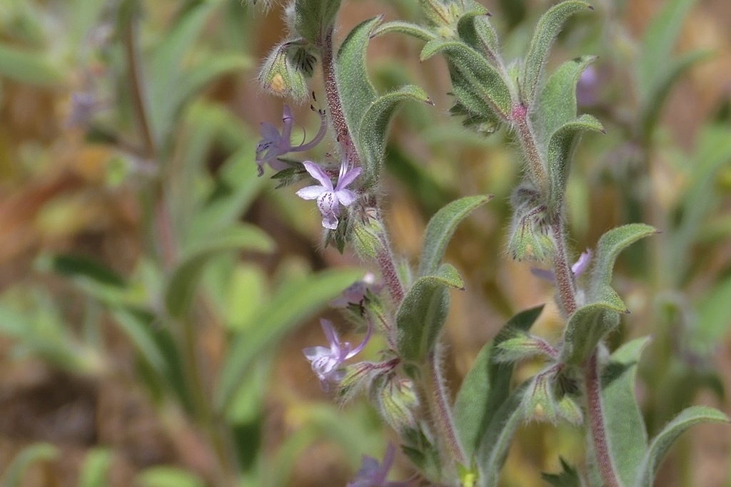 Trichostema ruygtii (Napa bluecurls), native California herb