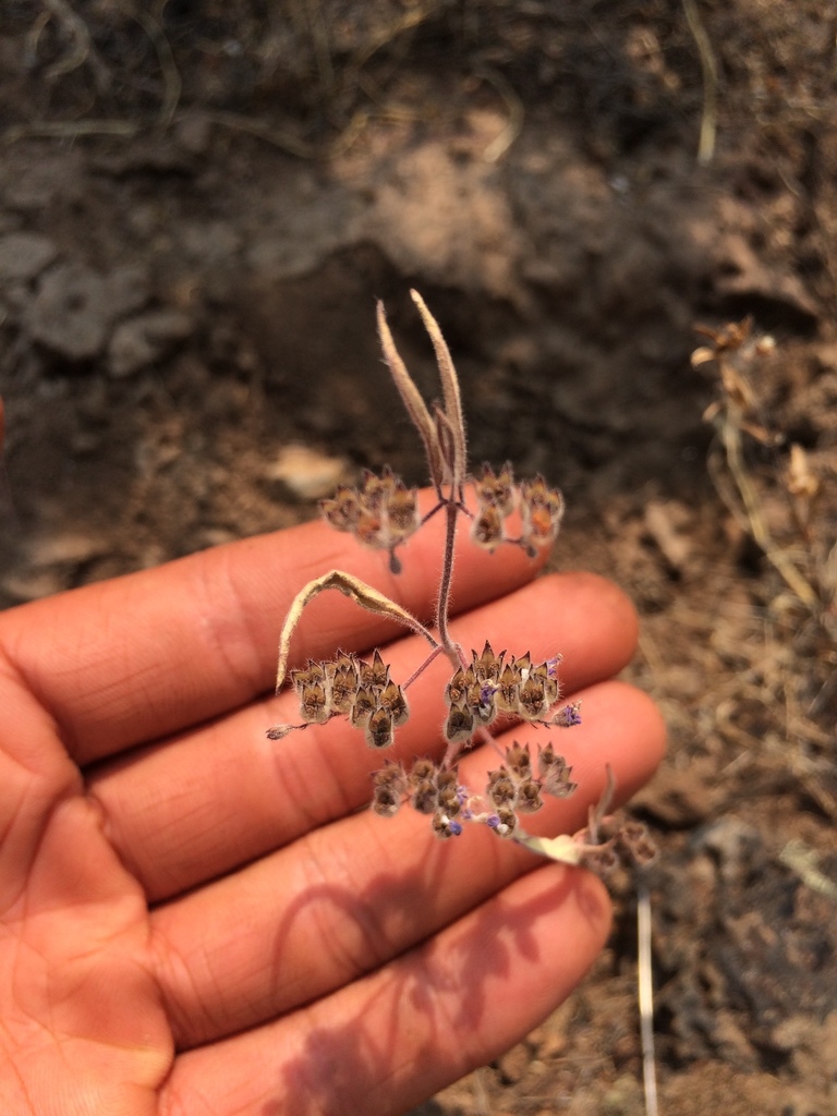 Trichostema simulatum (Siskiyou bluecurls), native California herb