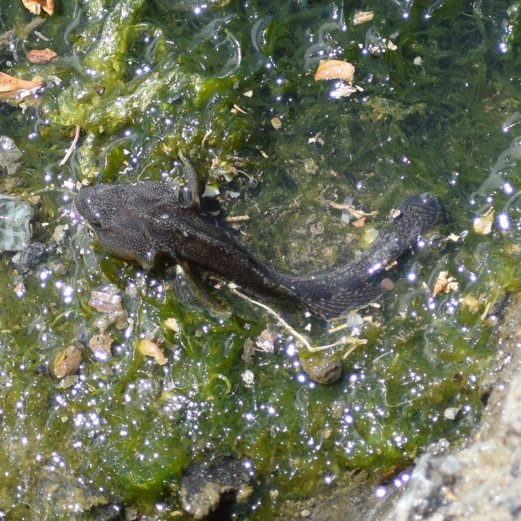 Tridentiger barbatus (Shokihazi goby), California species
