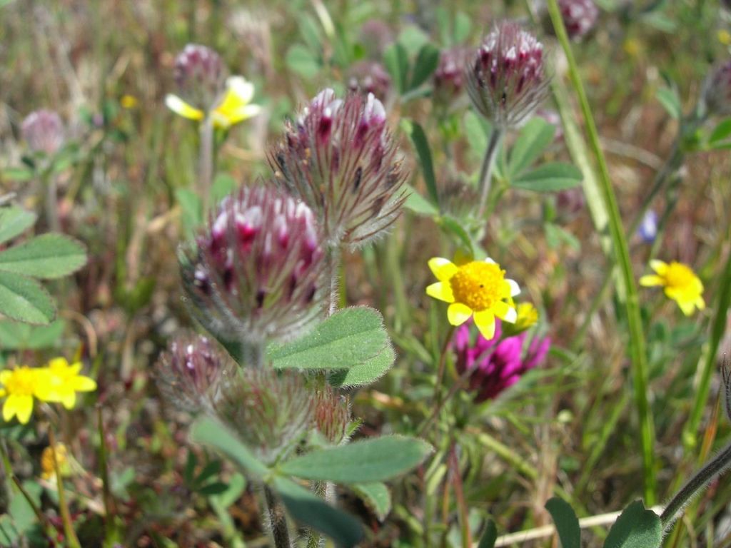 Trifolium albopurpureum (Indian clover), native California herb