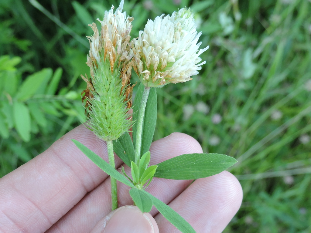 Trifolium alexandrinum (Egyptian clover), non-native California herb