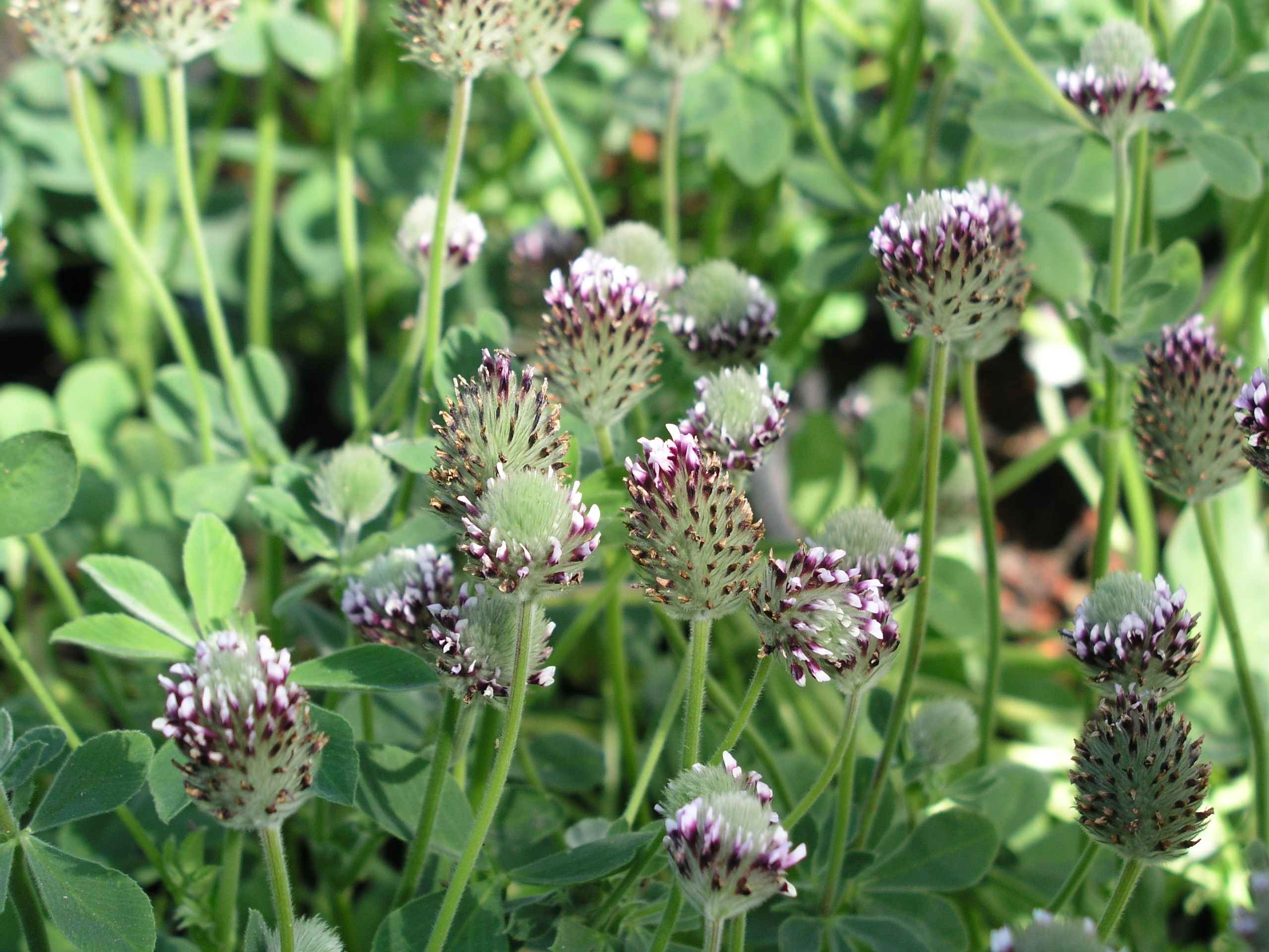 Trifolium amoenum (Two-fork clover), native California herb