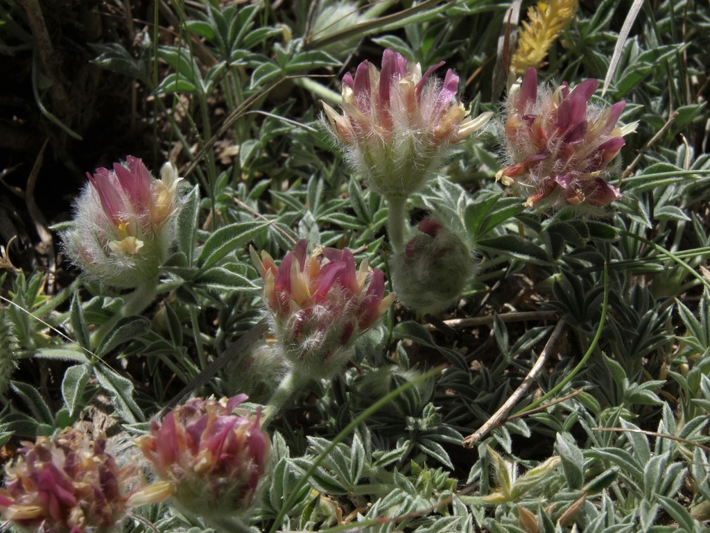 Trifolium andersonii (Anderson's clover), native California subshrub