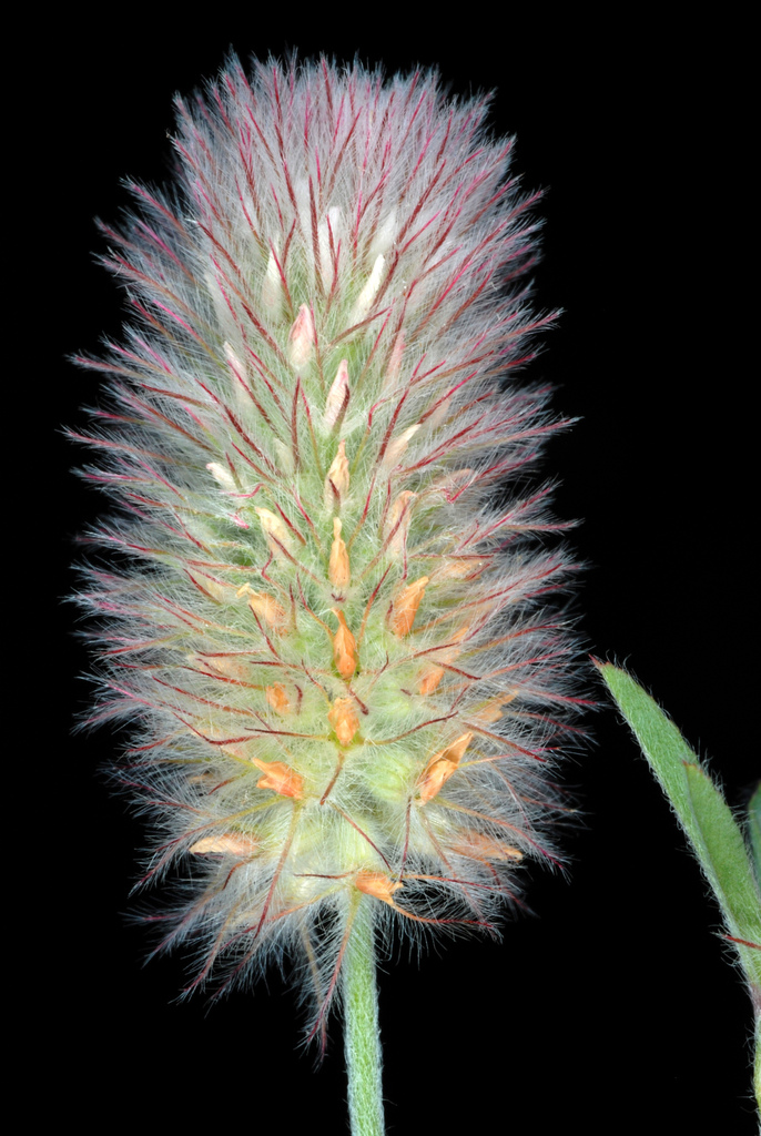 Trifolium arvense (Rabbitfoot clover), non-native California herb