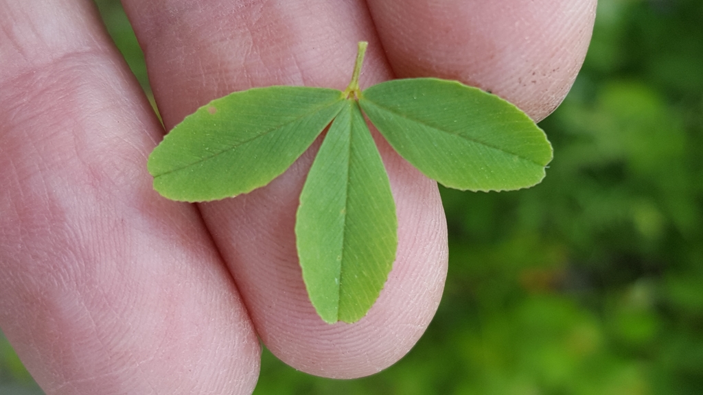 Trifolium aureum (Large hop clover), non-native California herb