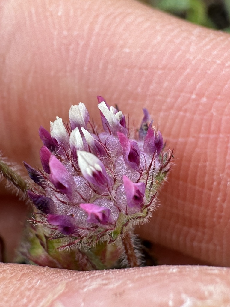 Trifolium barbigerum (Bearded clover), native California herb