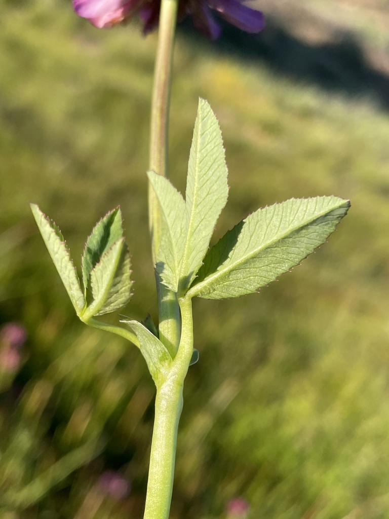 Trifolium beckwithii (Beckwith's clover), native California herb