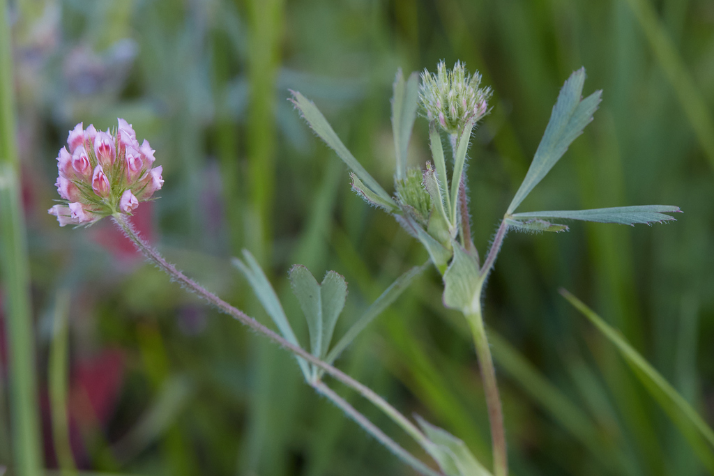 Trifolium bifidum (Pinole clover), native California herb