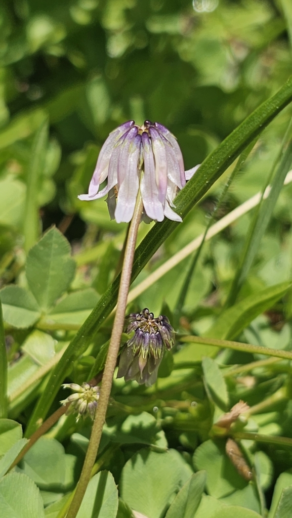 Trifolium bolanderi (Bolander's clover), native California herb