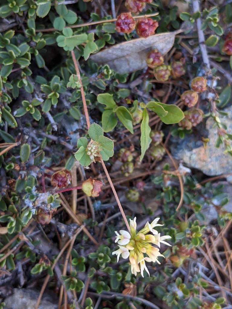 Trifolium breweri (Brewer's clover), native California herb