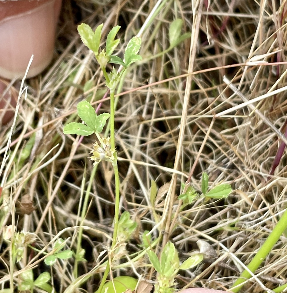 Trifolium buckwestiorum (Santa cruz clover), native California herb