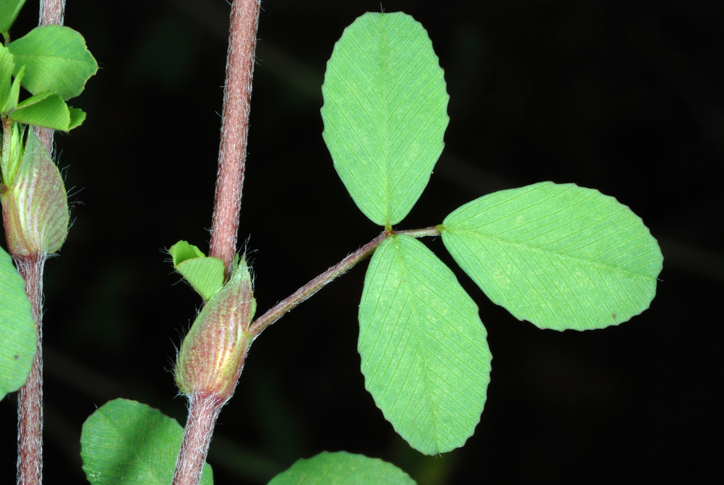 Trifolium campestre (Hop clover), non-native California herb