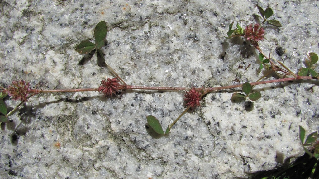 Trifolium cernuum (Nodding clover), non-native California herb