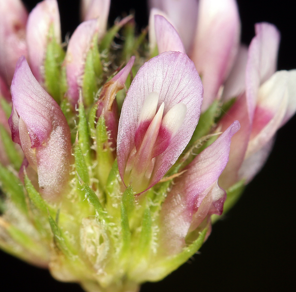 Trifolium ciliolatum (Foothill clover), native California herb