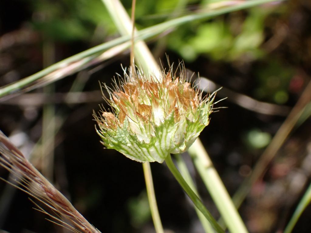Trifolium cyathiferum (Bowl clover), native California herb