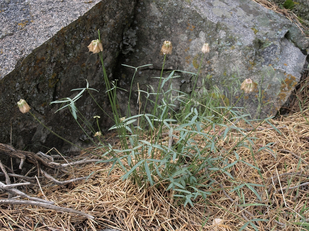 Trifolium dedeckerae (Dedecker's clover), native California herb