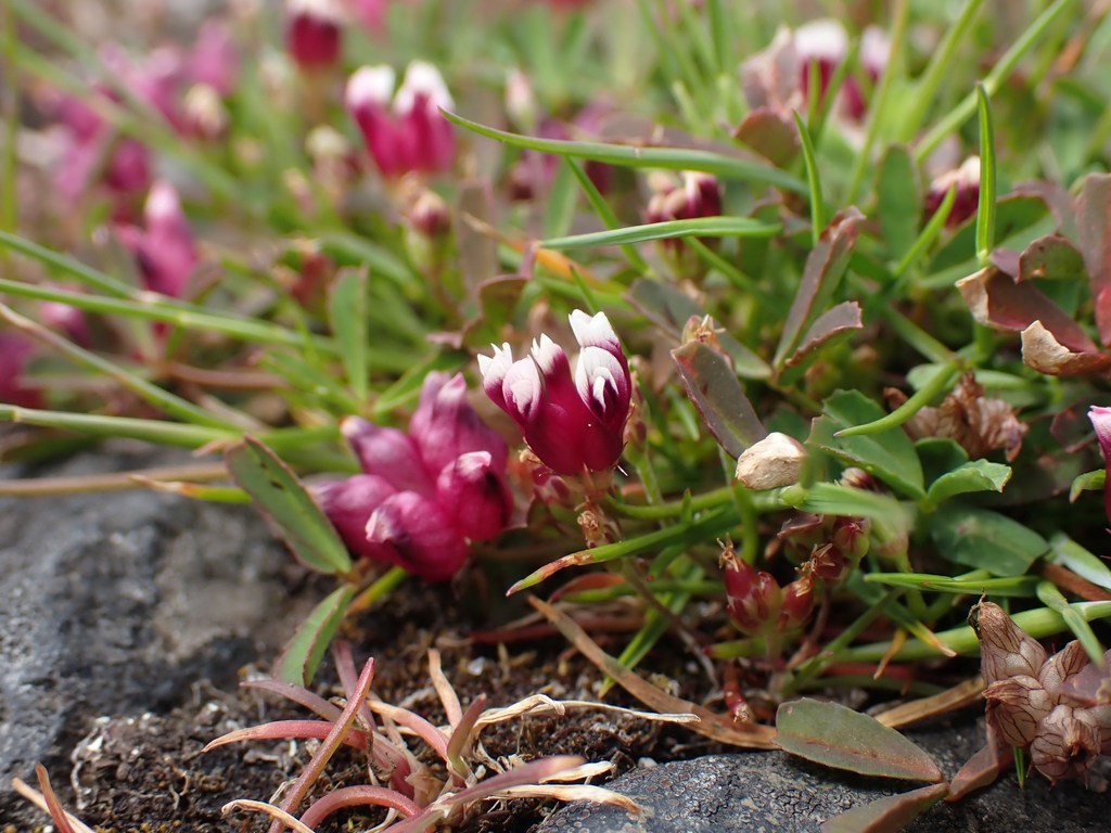 Trifolium depauperatum (Cowbag clover), native California herb