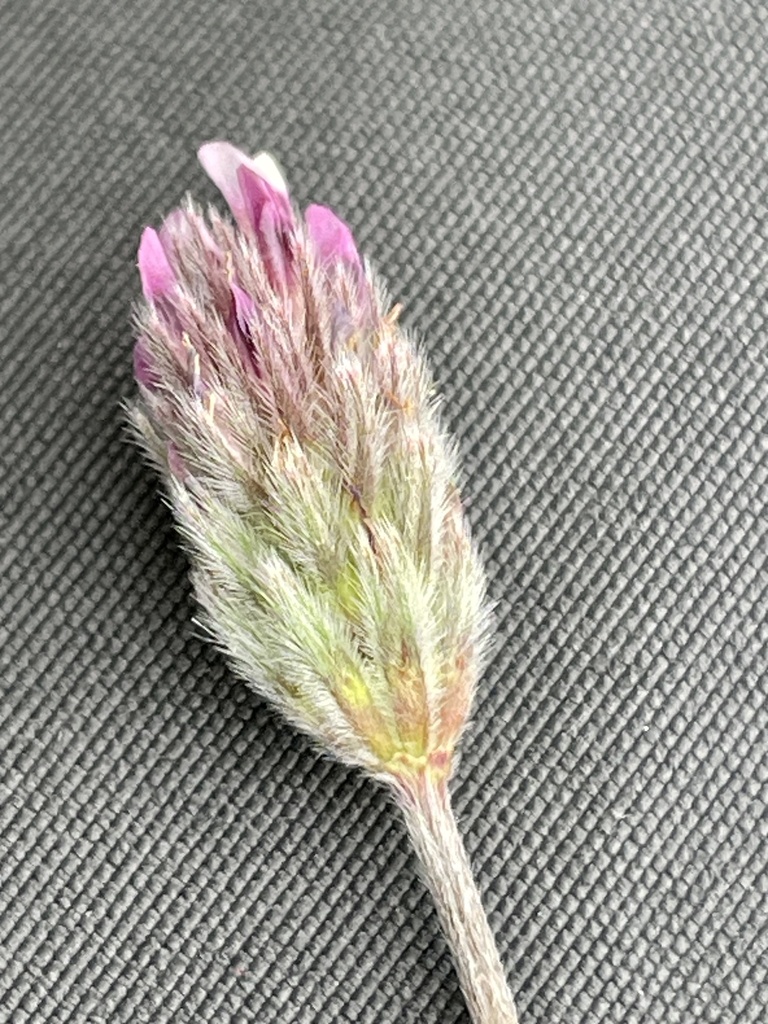 Trifolium dichotomum (Branched indian clover), native California herb