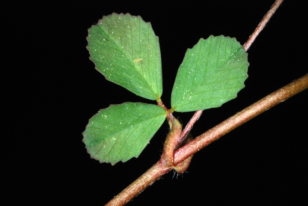 Trifolium dubium (Little hop clover), non-native California herb