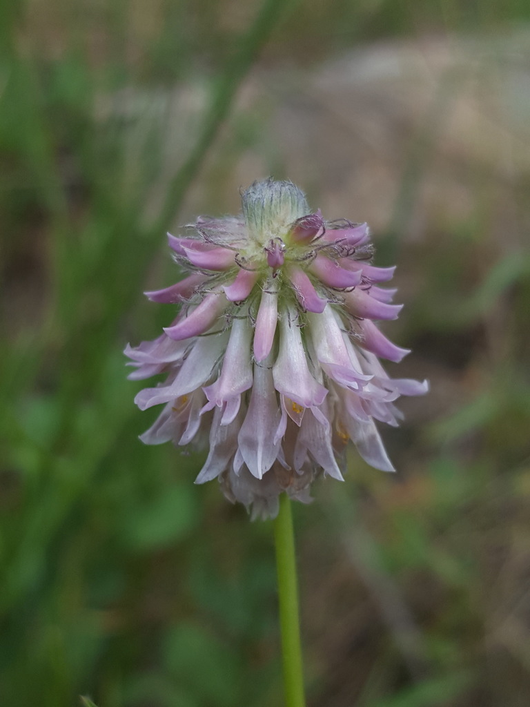 Trifolium eriocephalum subsp. eriocephalum (Hairy head clover), native California herb