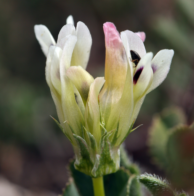 Trifolium fucatum (Bull clover), native California herb