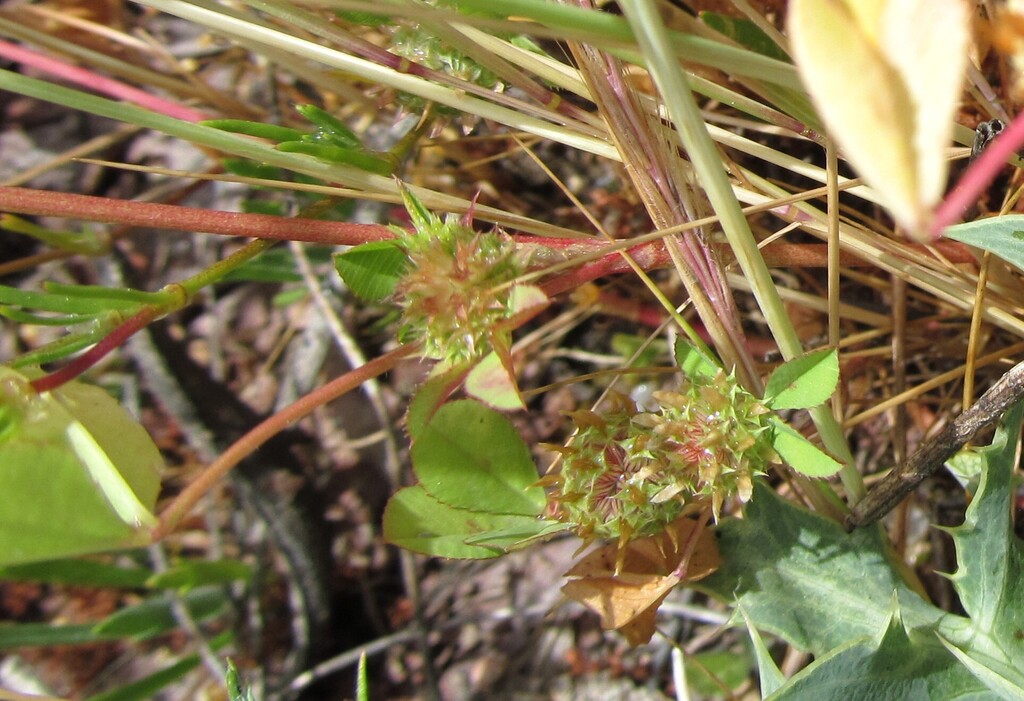 Trifolium glomeratum (Clustered clover), non-native California herb