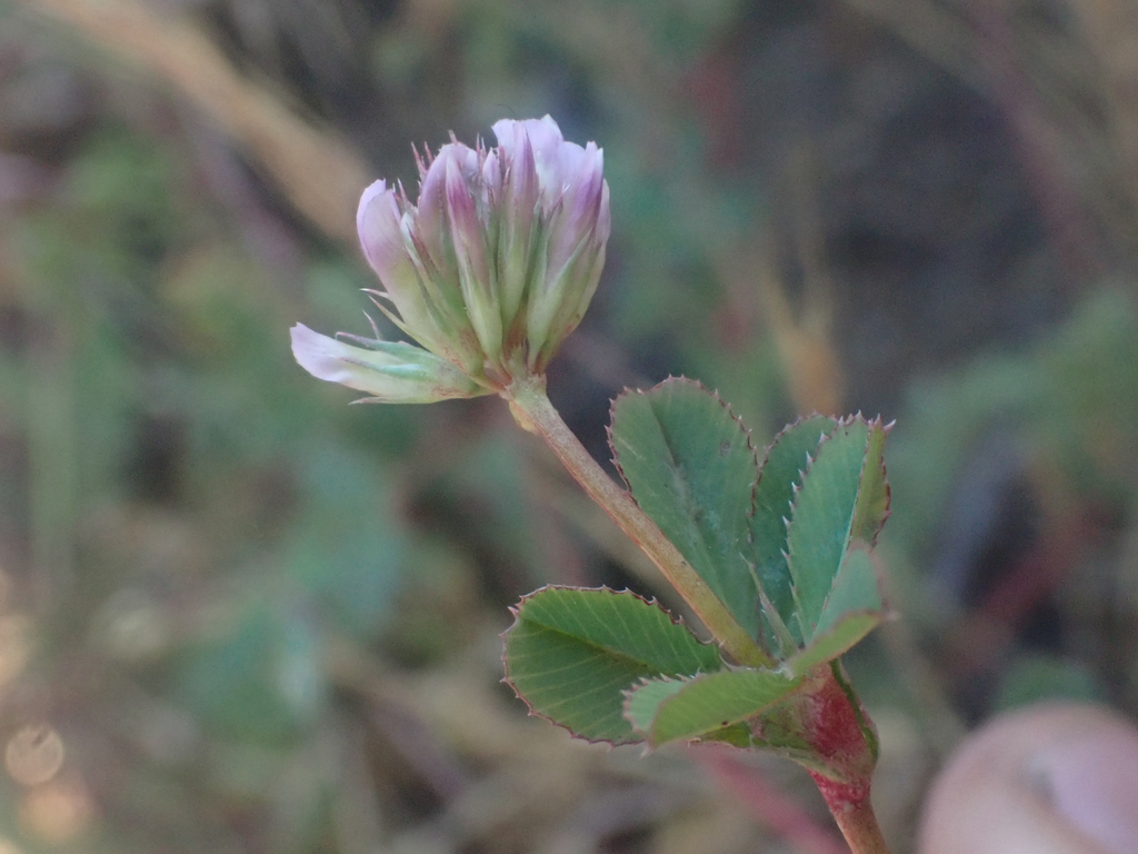 Trifolium gracilentum (Pinpoint clover), native California herb
