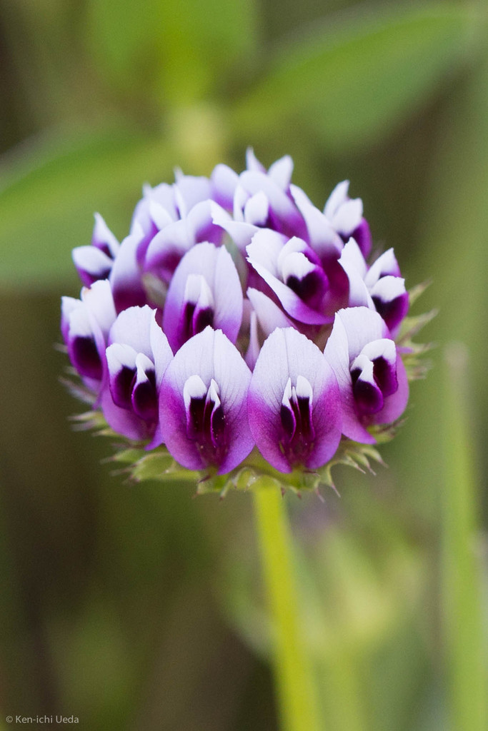 Trifolium grayi (Gray's clover), native California perennial