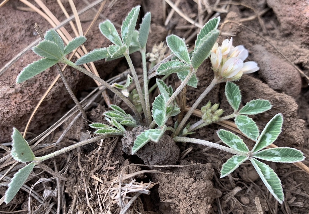 Trifolium gymnocarpon (Nuttall's clover), native California subshrub
