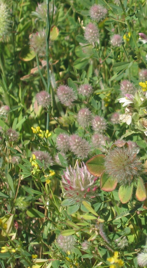 Trifolium hirtum (Rose clover), non-native California herb
