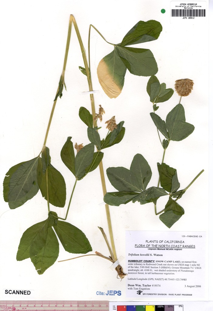 Trifolium howellii (Howell's clover), native California herb