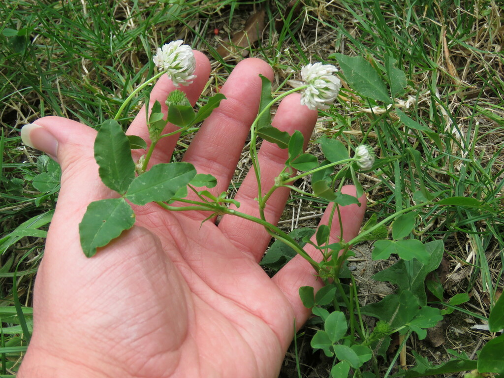 Trifolium hybridum (Alsike clover), non-native California herb