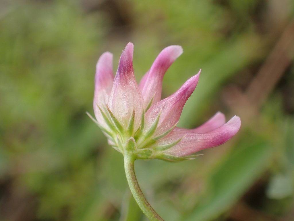 Trifolium hydrophilum (Saline clover), native California annual