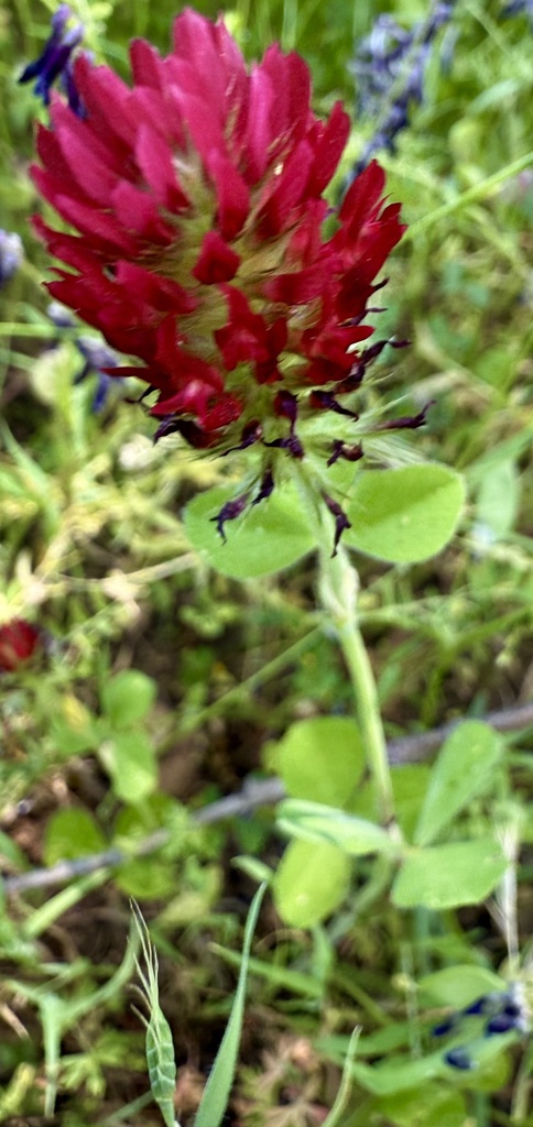 Trifolium incarnatum (Crimson clover), non-native California herb