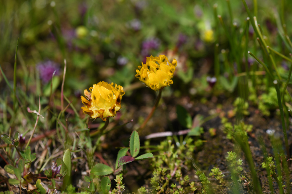 Trifolium jokerstii (Butte county golden clover), native California herb