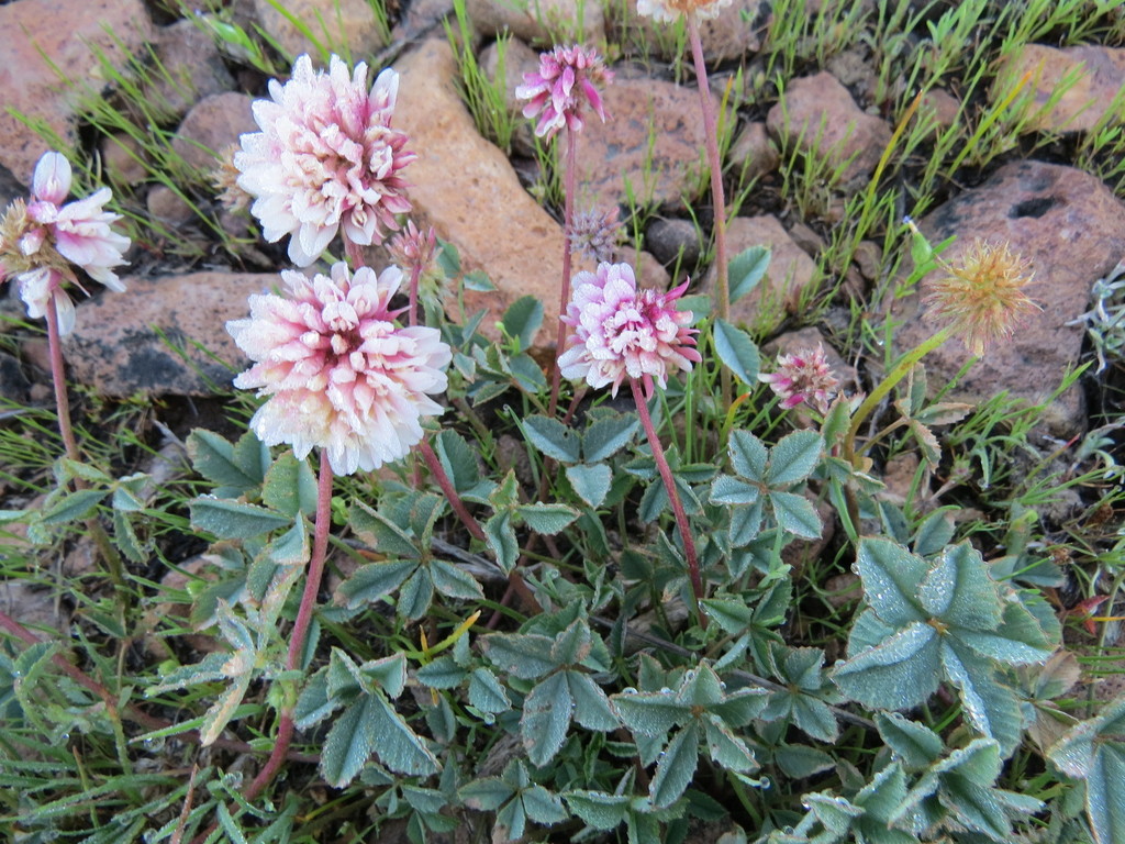 Trifolium lemmonii (Lemmon's clover), native California herb