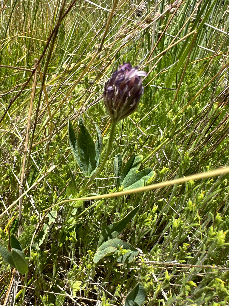 Trifolium longipes — parent species of Trifolium longipes subsp. shastense