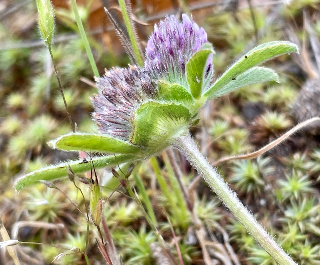Trifolium macraei (Macrae's clover), native California herb