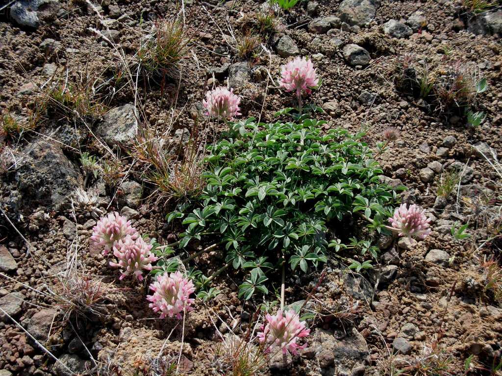 Trifolium macrocephalum (Large-head clover), native California herb