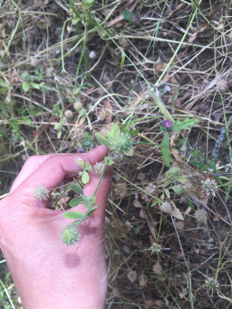 Trifolium microcephalum (Small-head clover), native California herb